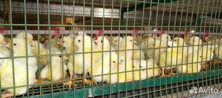 Цыплята бройлеры, инкубационное яйцо