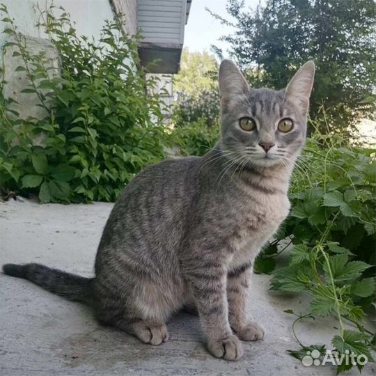 Кошечка добрые руки