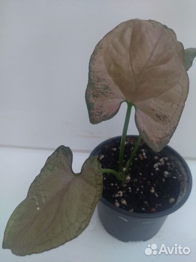 Сингониум, филодендроны