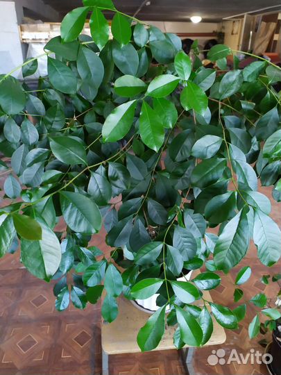 Крупные растения для дома и офиса