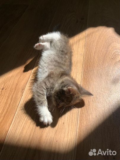 Котёнок