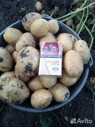 Продам картофель