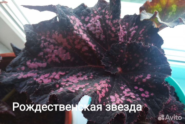 Бегония декоративно-лиственная
