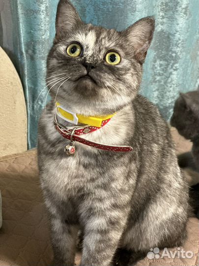 Шотладские котята