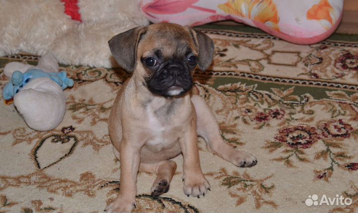 Щенки папа француз мама мопс