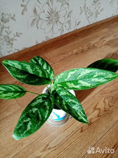 Аглаонема Сильвер Квин