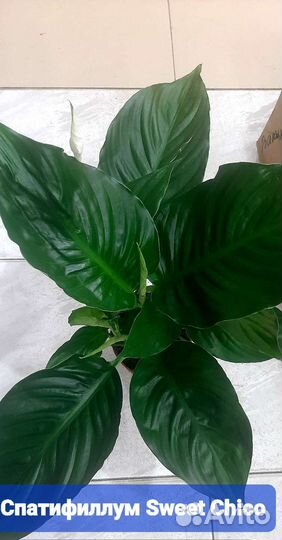 Спатифиллум Sweet chicco