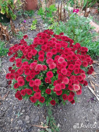 Хризантемы мультифлора