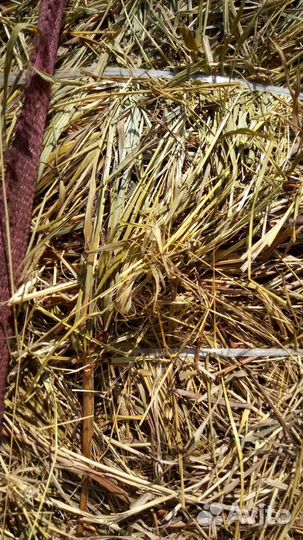 Сено, солома овсяная в рулонах, мешках с доставкой