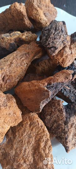 Чага березовая