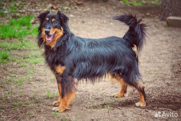 Собака в добрые руки