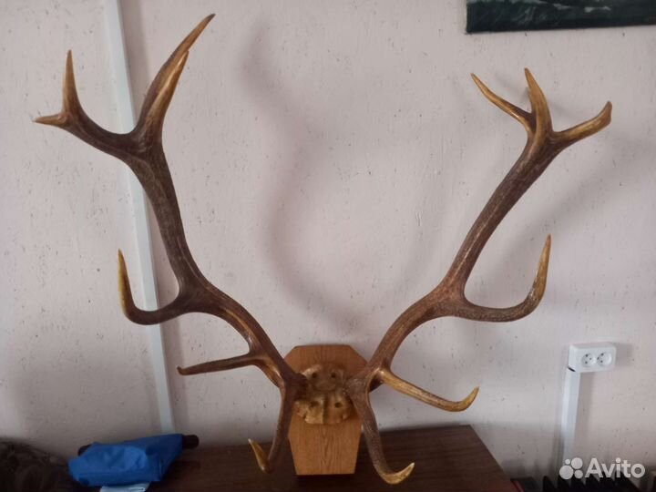 Продам рога оленя