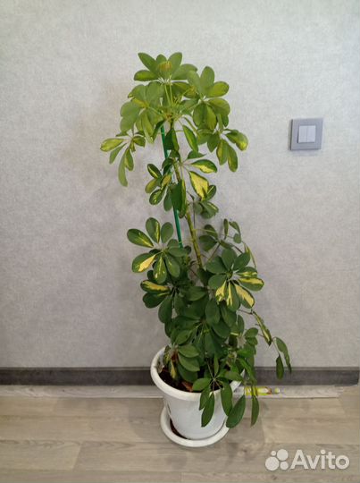 Комнатные цветы шефлера