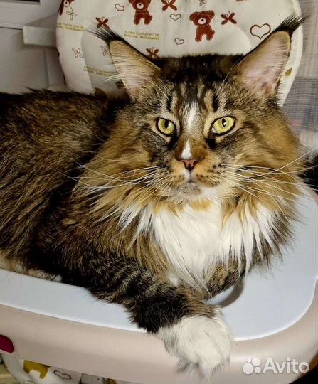 Мейн-кун вязка