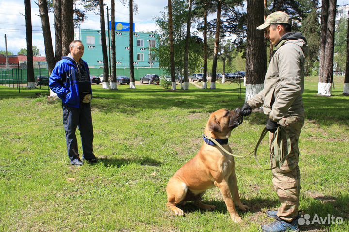 Профессиональная дрессировка собак (+выезд)