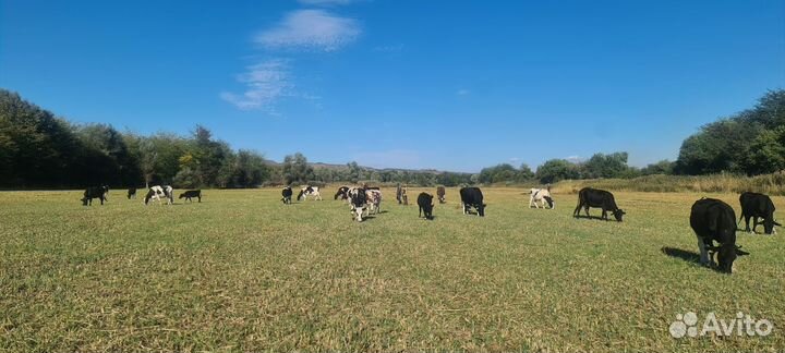 Стадо коров