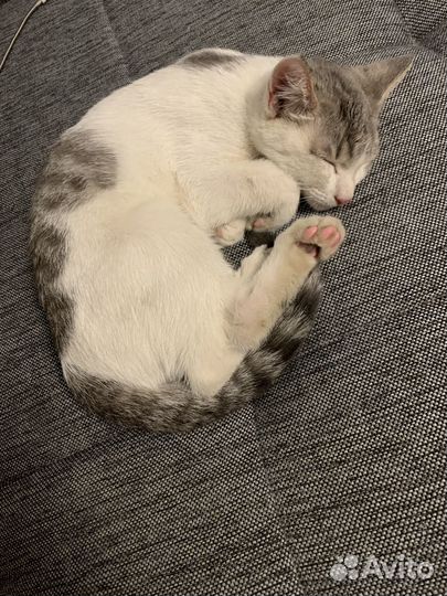 Котенок в добрые руки