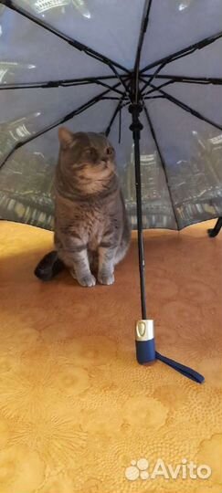 Кот для вязки