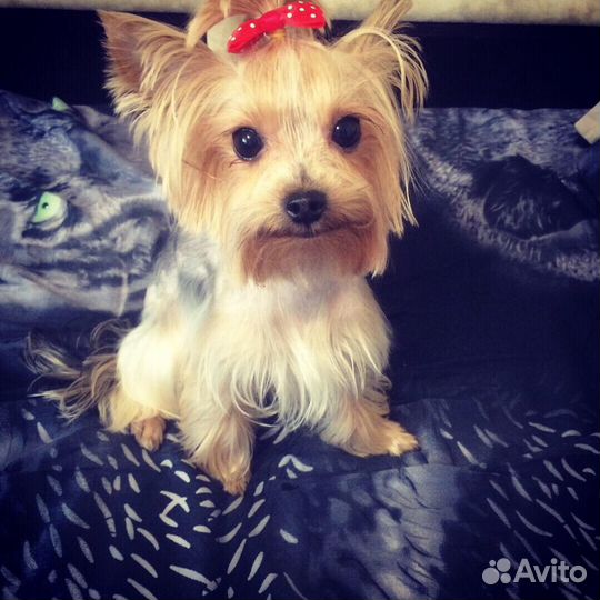 Стрижка йоркширских терьеров