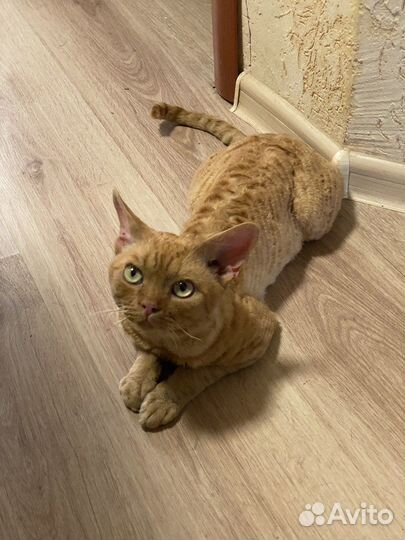 Девон рэкс вязка