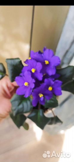 Цветок цветет, можно на подарок