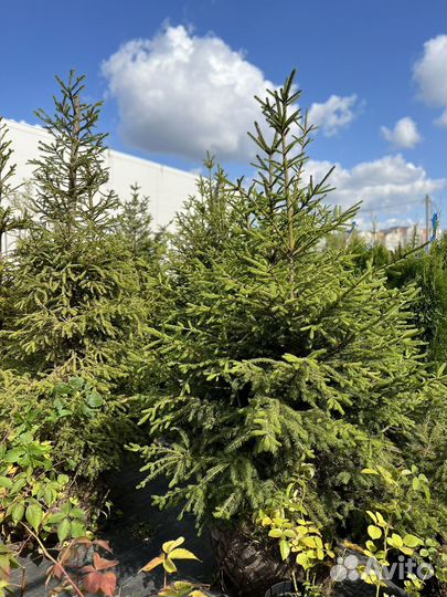 Ель саженцы