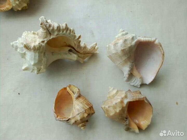 Коралл и ракушки