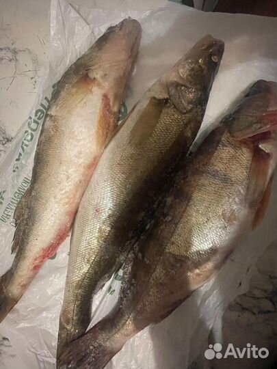 Судак свежемороженный, Астраханский