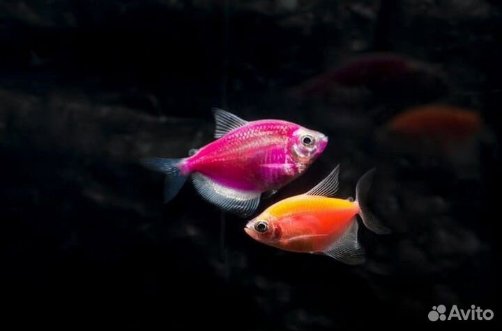 Аквариумные рыбки