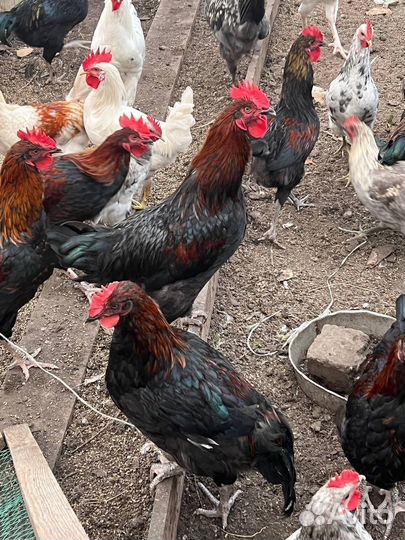 Петухи