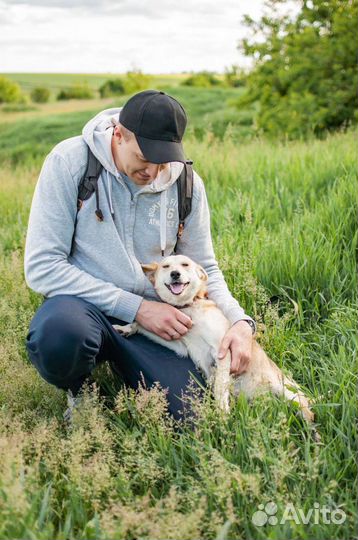 Собака из приюта в добрые руки