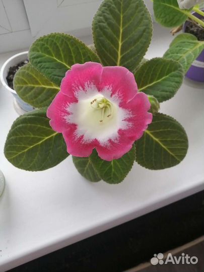 Комнатные растения