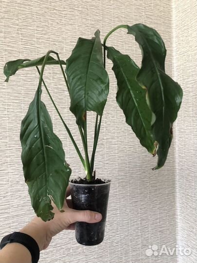 Спатифиллум Свит Себастьяно