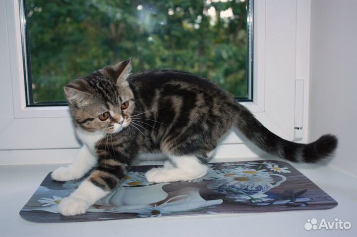 Шотландские страйт и фолд кошечки