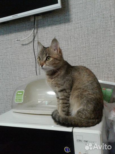 Миниатюрная кошечка