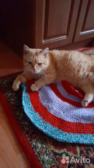 Отдам котика в добрые руки