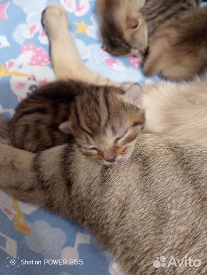 Котята чистопородные Чаузи