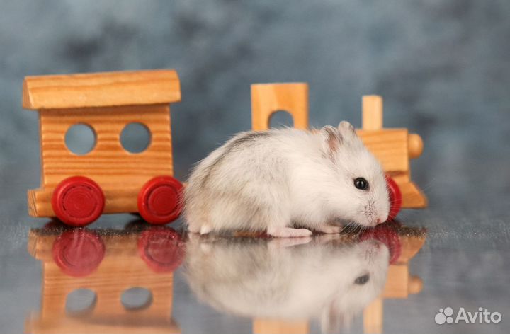 Джунгарские хомяки с новой клеткой от заводчика