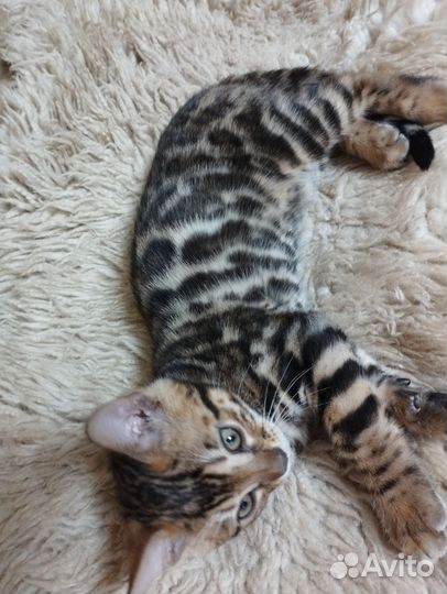 Бенгальские котята