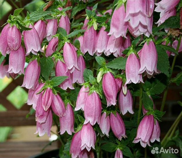 Колокольчик точечный