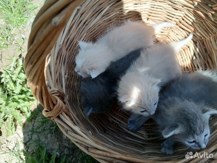 Котята