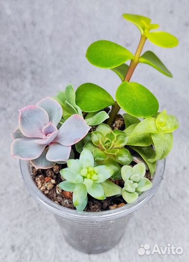 Суккуленты, набор