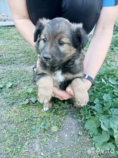 Щеночки в добрые руки