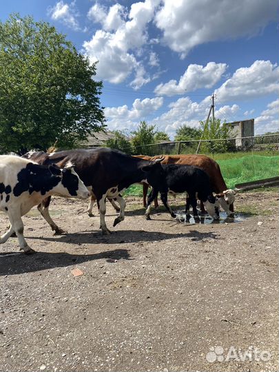Коровы дойные молочные голштинской породы