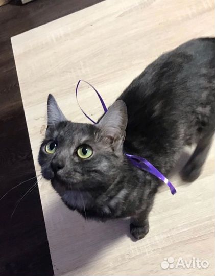 Розыск кота