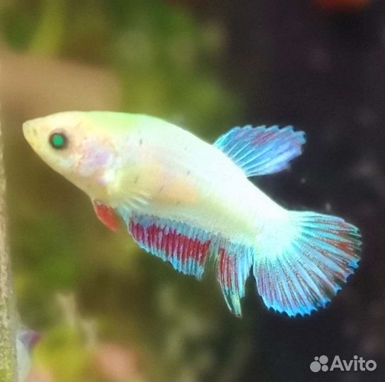 Петушок глофиш салатовый