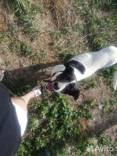 Собака в добрые руки подростки