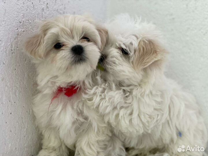 Мальтипу f1 maltipoo девочки и мальчики,Мальтипу