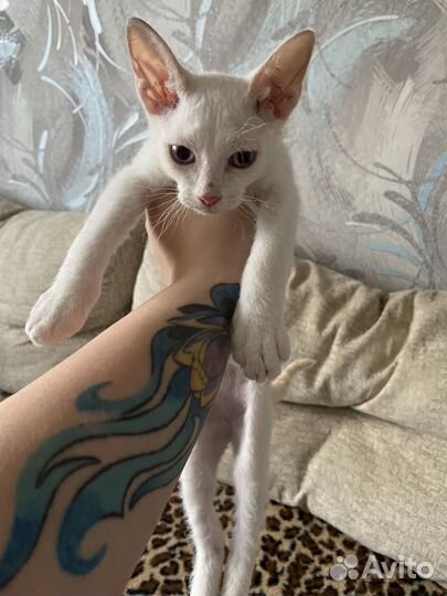 Котенок сфинкс браш