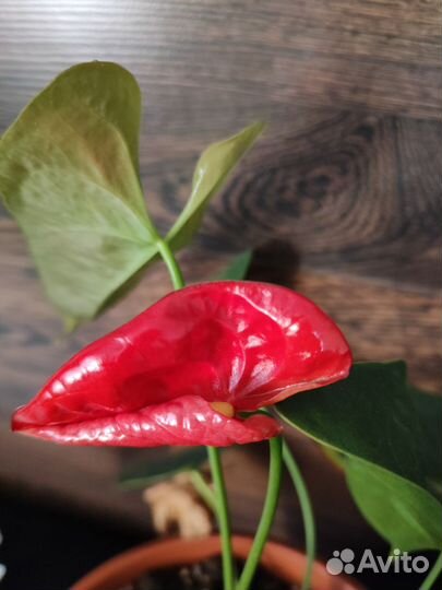 Антуриум мужское счастье